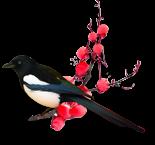 ϲoָ֦